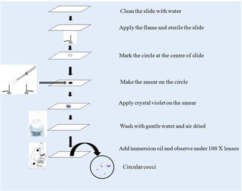e coli simple stain|simple stain procedure.